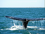 ver ballenas en el estrecho
