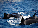 Avistamiento de ballenas en Zahara de los Atunes