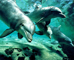 Visita a delfines y ballenas en Zahara de los Atunes